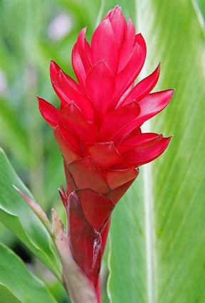 Véritable gingembre des indes - jardins - Zingiber officinale