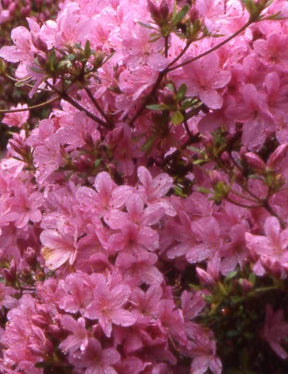 Azalée du Japon Hinomayo - Arbustes - Azalea japonica Hinomayo