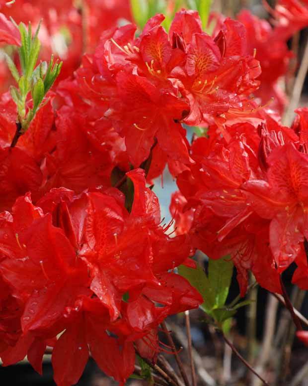 Azalée de Chine Peter Koster - Arbustes - Azalea mollis Peter Koster