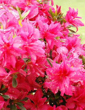 Azalée du Japon Rosa King - Arbustes - Azalea japonica Rosa King