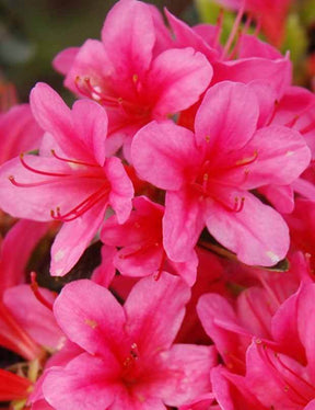 Azalée du Japon Sylvester - Arbustes - Azalea japonica Sylvester