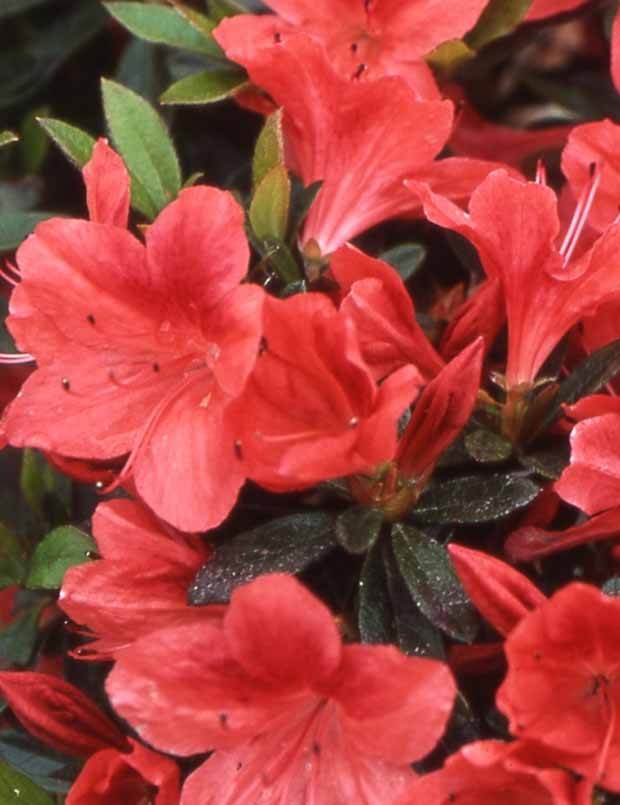 Azalée du Japon Tamanini - Arbustes - Azalea japonica Tamanini