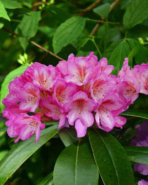 Rhododendron hybride Eucharitis - Arbustes - Rhododendron hybride Eucharitis