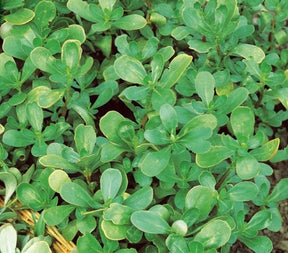 Pourpier vert - Graines de fruits et légumes - Portulaca Oleracea