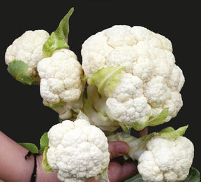 Chou-fleur Multi-Head F1 - Choux - Brassica oleracea Multi-Head F1