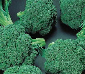 Chou brocoli Premium Crop F1 - Choux - Brassica oleracea