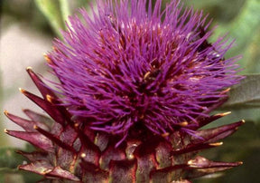 Artichaut Sauvage, Cardon - Graines de fruits et légumes - Cynara cardunculus