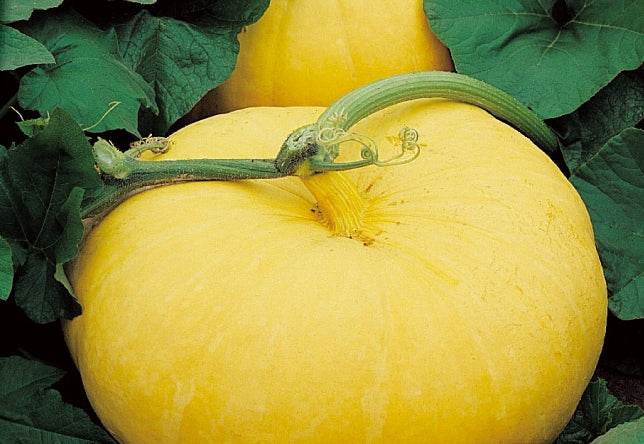 Potiron Gele Reuzen - Graines de fruits et légumes - Cucurbita maxima