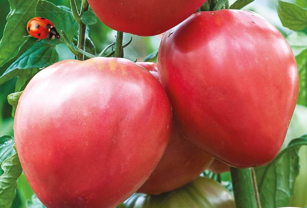 Tomate Cœur de boeuf Bio - Graines de fruits et légumes Bio - Solanum lycopersicum Coeur de Boeuf