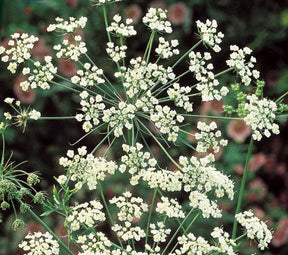 Anis vert - Graines de fruits et légumes - Pimpinella anisum