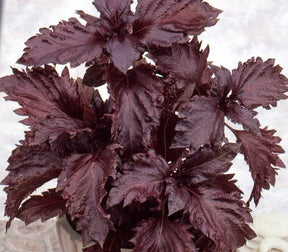 Basilic pourpre Purple Ruffles - Graines d aromatiques - Ocimum Basilicum purpureum