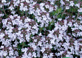 Thym au parfum d agrumes Charm Orange - Graines de fruits et légumes - Thymus fragrantissimus