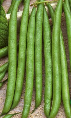 Haricot nain Flevoro - Graines de fruits et légumes - Phaseolus vulgaris