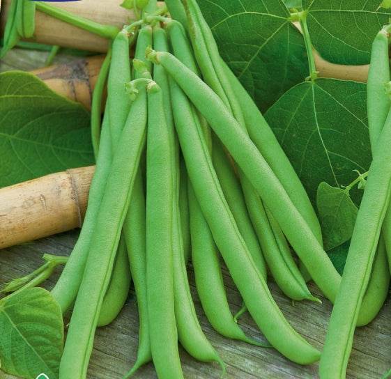 Haricot à rames Westlandse - Graines de fruits et légumes - Phaseolus vulgaris