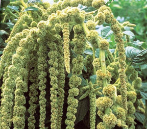 Amarante - Queue de Renard verte Green Cascade - Graines de fleurs - Amaranthus caudatus