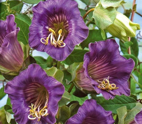 Cobée grimpante Violet Blue Bells - Graines de fruits et légumes - Cobaea scandens