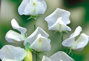 Pois de senteur Janet Scott 1903 - Graines de fleurs - Lathyrus odoratus grandiflorus