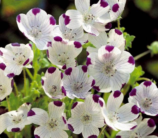 Némophile maculée Spotty - Graines de fruits et légumes - Nemophila maculata