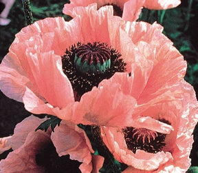 Pavot de Tournefort vivace - d Orient Coral Reef - Graines de fleurs - Papaver orientale