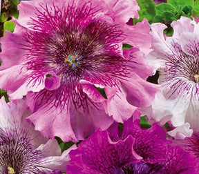 Pétunia à très grande fleur California Giants mix en mélange - Graines de fleurs - Petunia grandiflora superbissima