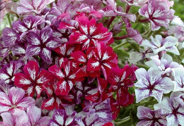 Phlox de Drummond à fleurs étoilées Summer Showers en mélange - Graines de fleurs - Phlox drummondii