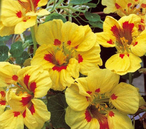 Capucine naine à fleur demi double Peach Melba - Graines de fleurs - Tropaeolum majus nanum