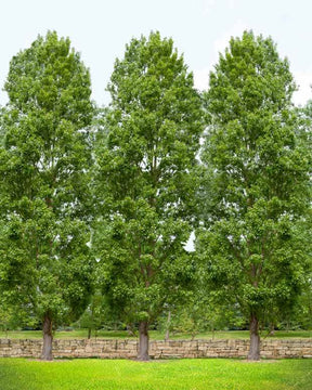 5 Peupliers noirs d Italie - Arbres - Populus nigra italica