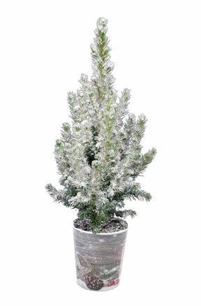 Petit sapin de Noël à replanter avec neige + pot décoratif - Arbres - Picea Conica avec neige