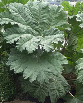 Rhubarbe géante - Gunnera manicata - Plantes