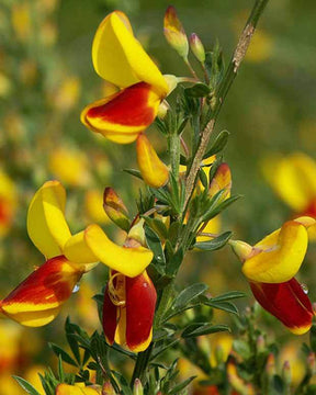 Genêt à balais Goldfinch - Arbustes - CYTISUS SCOPARIUS GOLDFINCH