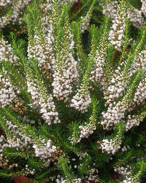 Bruyère des neiges White Rocket - Bruyères - ERICA CARNEA WHITE ROCKET