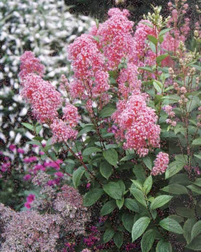 Céanothe Perle Rose - Arbustes - CEANOTHUS PALLIDUS PERLE ROSE