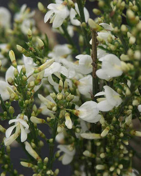 Genêt précoce Albus - Arbustes - CYTISUS PRAECOX ALBUS