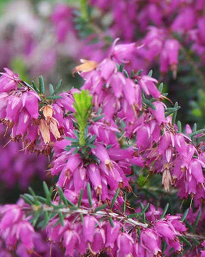 Bruyère des neiges Rosalie - Bruyères - ERICA CARNEA ROSALIE