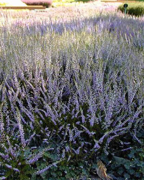 Bruyère d été Marleen - Bruyères - CALLUNA VULGARIS MARLEEN