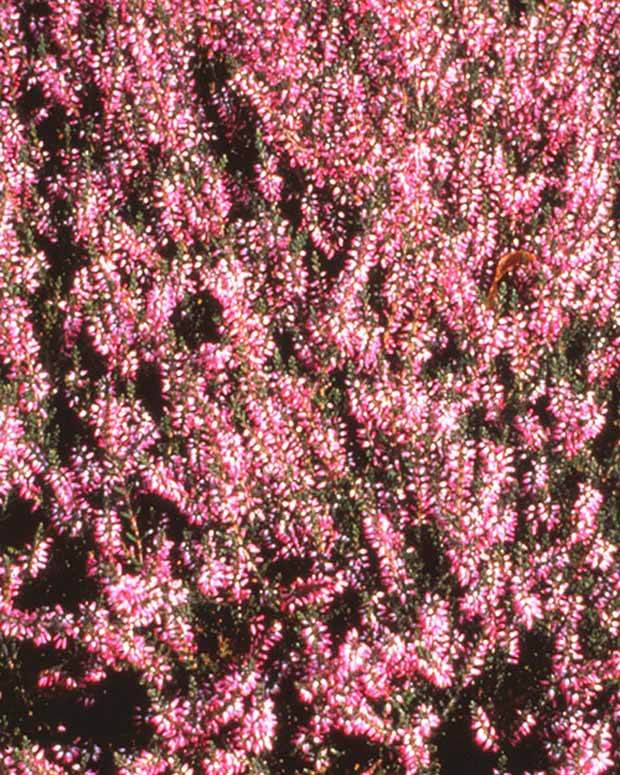 Bruyère d été Marleen - jardins - CALLUNA VULGARIS MARLEEN