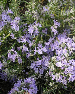 Romarin commun de Corse Corsican Blue - Arbustes - Rosmarinus officinalis Corsican Blue