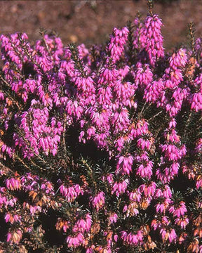 Bruyère des neiges Loughrigg - Bruyères - ERICA CARNEA LOUGHRIGG