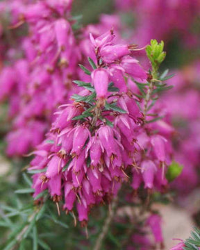 Bruyère des neiges Myretoun Ruby - Bruyères - ERICA CARNEA MYRETOUN RUBY