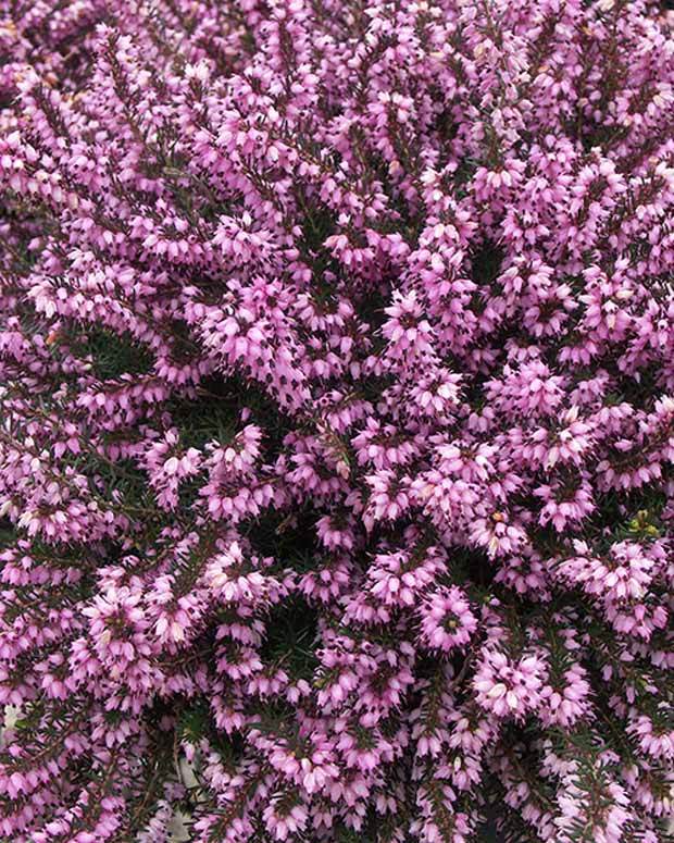 Bruyère des neiges Ruby Glow - Bruyères - ERICA CARNEA RUBY GLOW