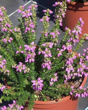 Bruyère cendrée Cévennes - Bruyères - ERICA CINEREA CEVENNES