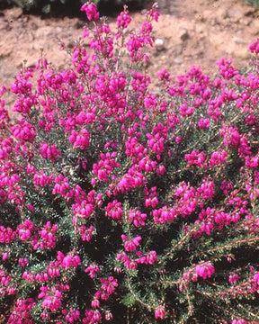 Bruyère cendrée Pallas - Bruyères - ERICA CINEREA PALLAS