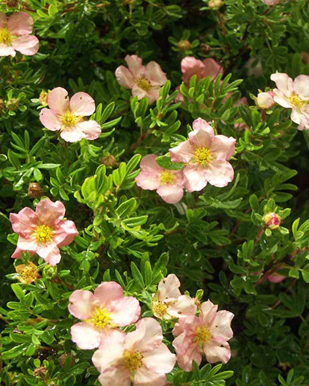 Potentille arbustive Lovely Pink® Pink Beauty - Arbustes - POTENTILLA FRUTICOSA LOVELY PINK ® PINK BEAUTY