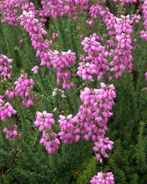 Bruyère cendrée C.G. Best - Bruyères - ERICA CINEREA C G BEST