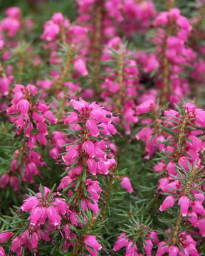 Bruyère des neiges Eva - Bruyères - ERICA CARNEA EVA