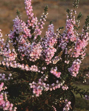 Bruyère d été Elsie Purnell - Bruyères - CALLUNA VULGARIS ELSIE PURNELL