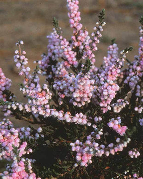 Bruyère d été Elsie Purnell - jardins - CALLUNA VULGARIS ELSIE PURNELL