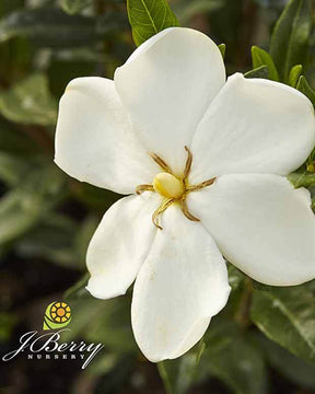 Gardénia Sweetheart - Arbustes - GARDENIA SWEETHEART