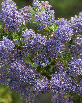 Céanothe - Arbustes - Ceanothus impressus