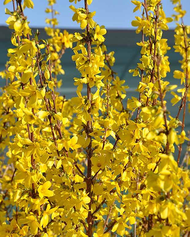 Forsythia Week End® Courtalyn - Arbustes - FORSYTHIA INTERMEDIA WEEK END ® COURTALYN